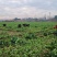 油菜苗、绿化工程苗、大型基地直供、质量保证、量大从优。