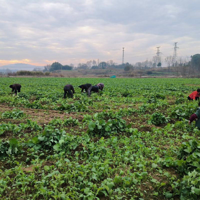 油菜苗、绿化工程苗、大型基地直供、质量保证、量大从优。