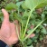 油菜苗、绿化工程苗、大型基地直供、质量保证、量大从优。