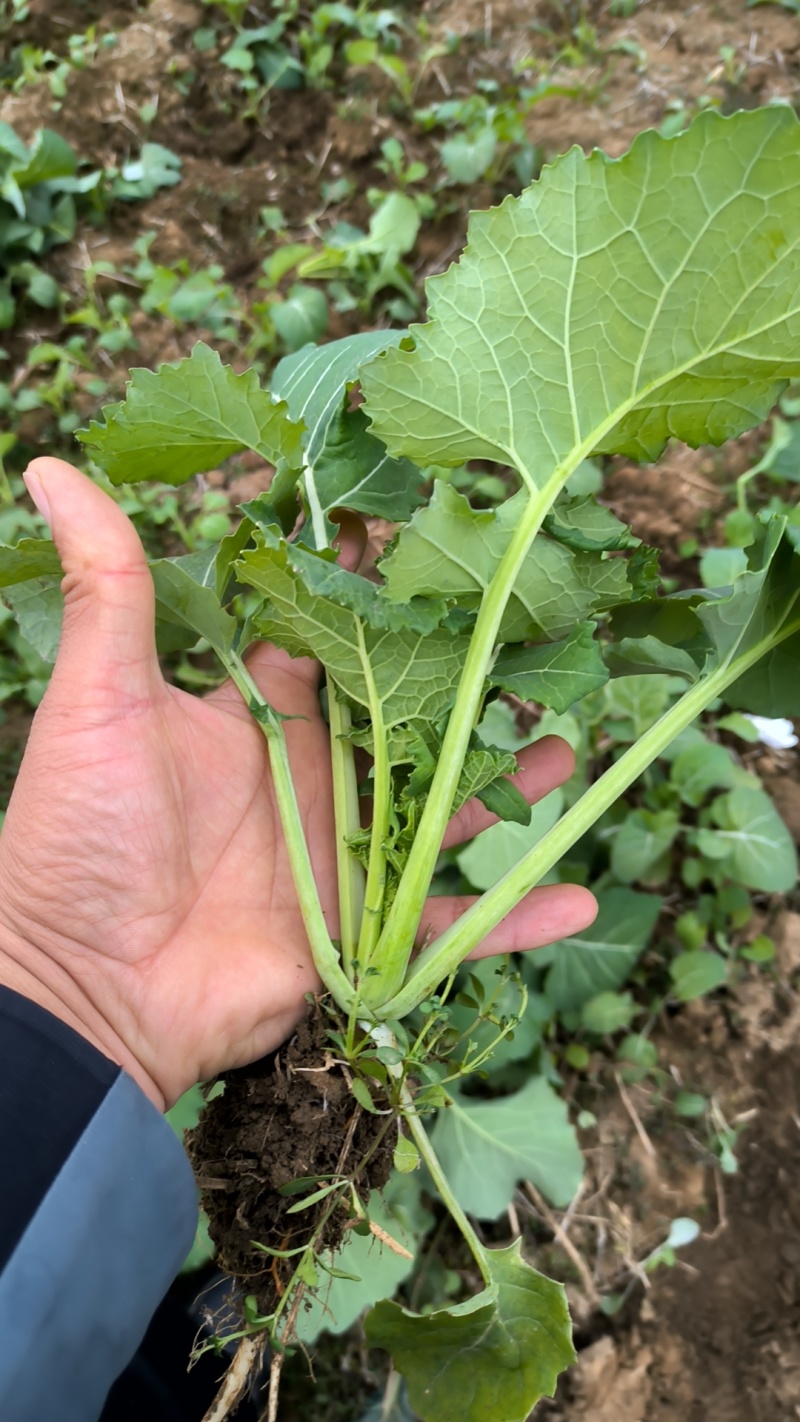 油菜苗、绿化工程苗、大型基地直供、质量保证、量大从优。