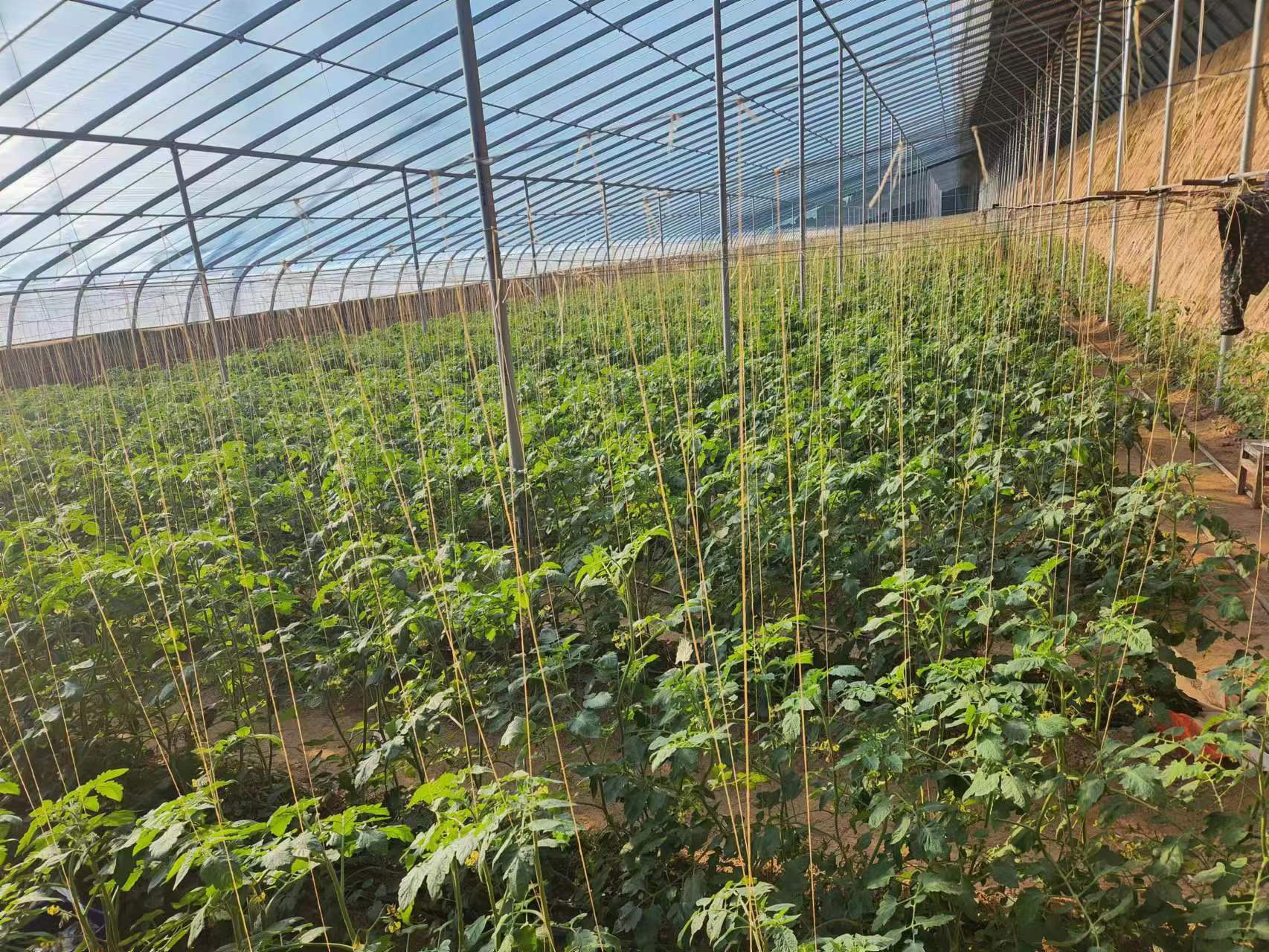 现代化温室大棚内正在生长的千禧圣女果植株 千禧圣女果种植大棚