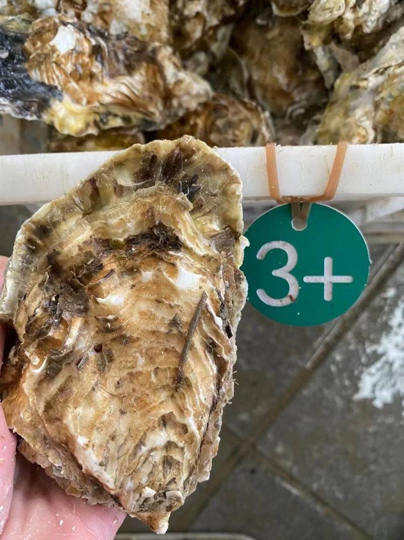 生蚝，净重5斤/箱，一箱只需49元起，全部顺丰包邮到家。