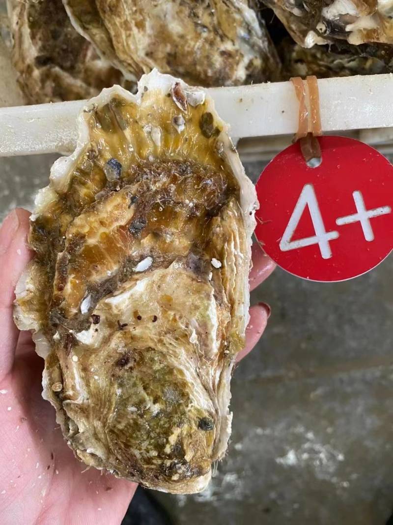 生蚝，净重5斤/箱，一箱只需49元起，全部顺丰包邮到家。