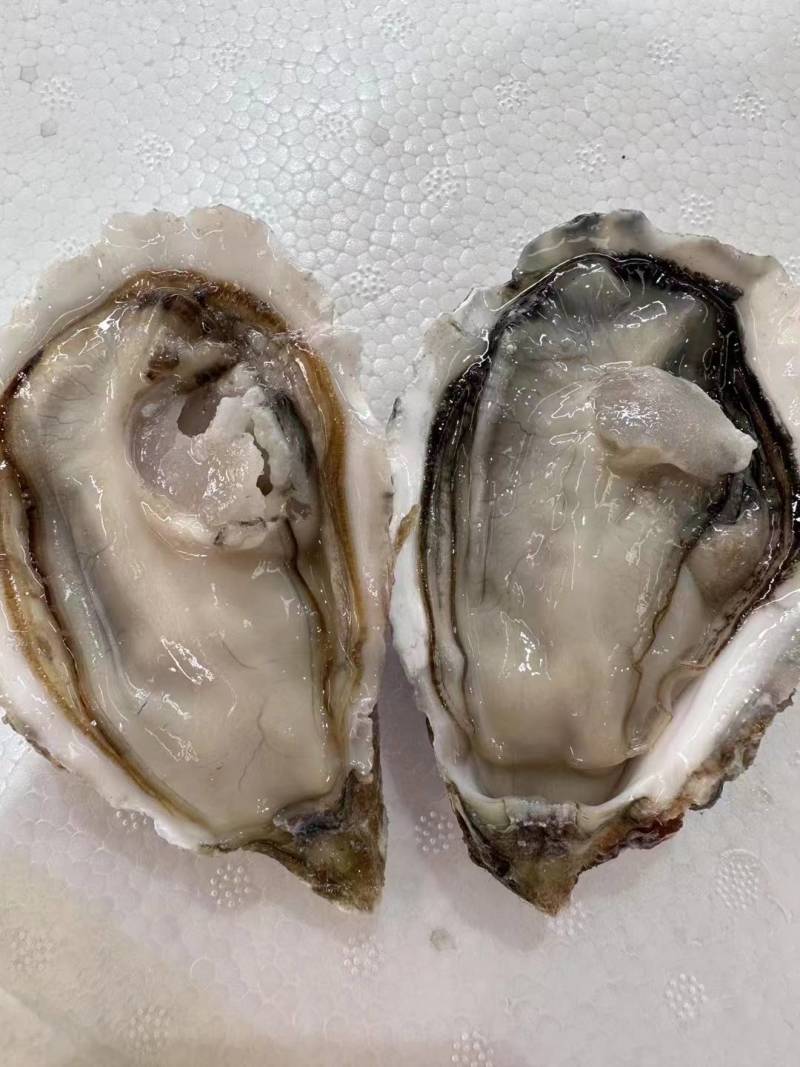 生蚝，净重5斤/箱，一箱只需49元起，全部顺丰包邮到家。