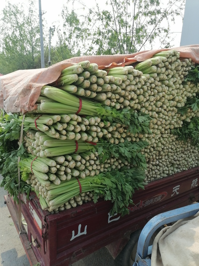 郑州中牟芹菜上市