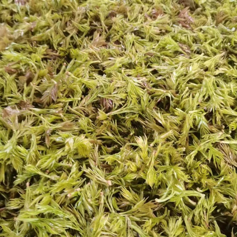 张家界莓茶