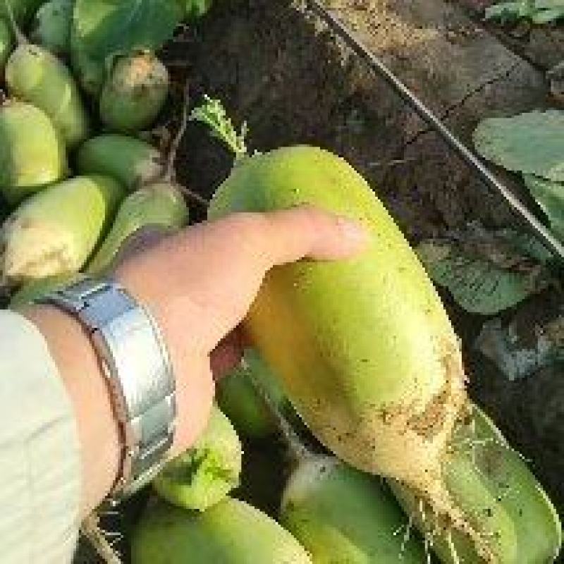 基地青萝卜，一手货源，价格美丽，全国各地都可发货