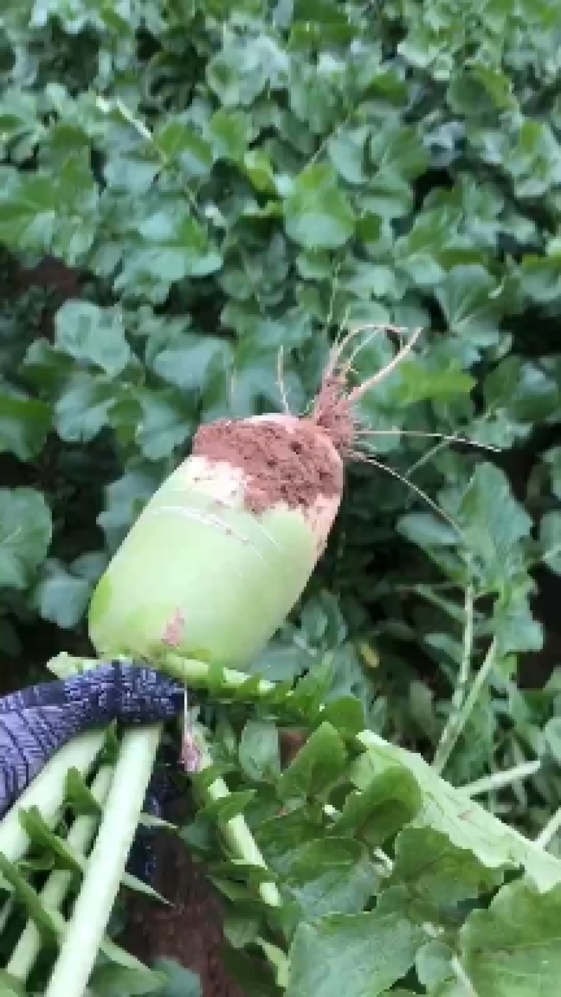 基地青萝卜，一手货源，价格美丽，全国各地都可发货