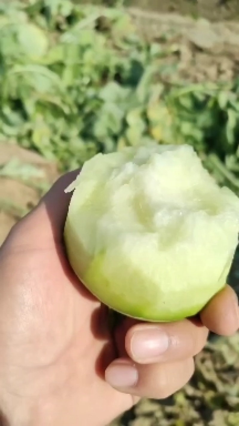 基地青萝卜，一手货源，价格美丽，全国各地都可发货