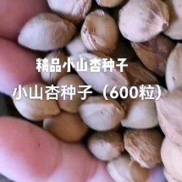 小山杏种子，每斤600粒左右，饱满，新种子，沙藏后出售