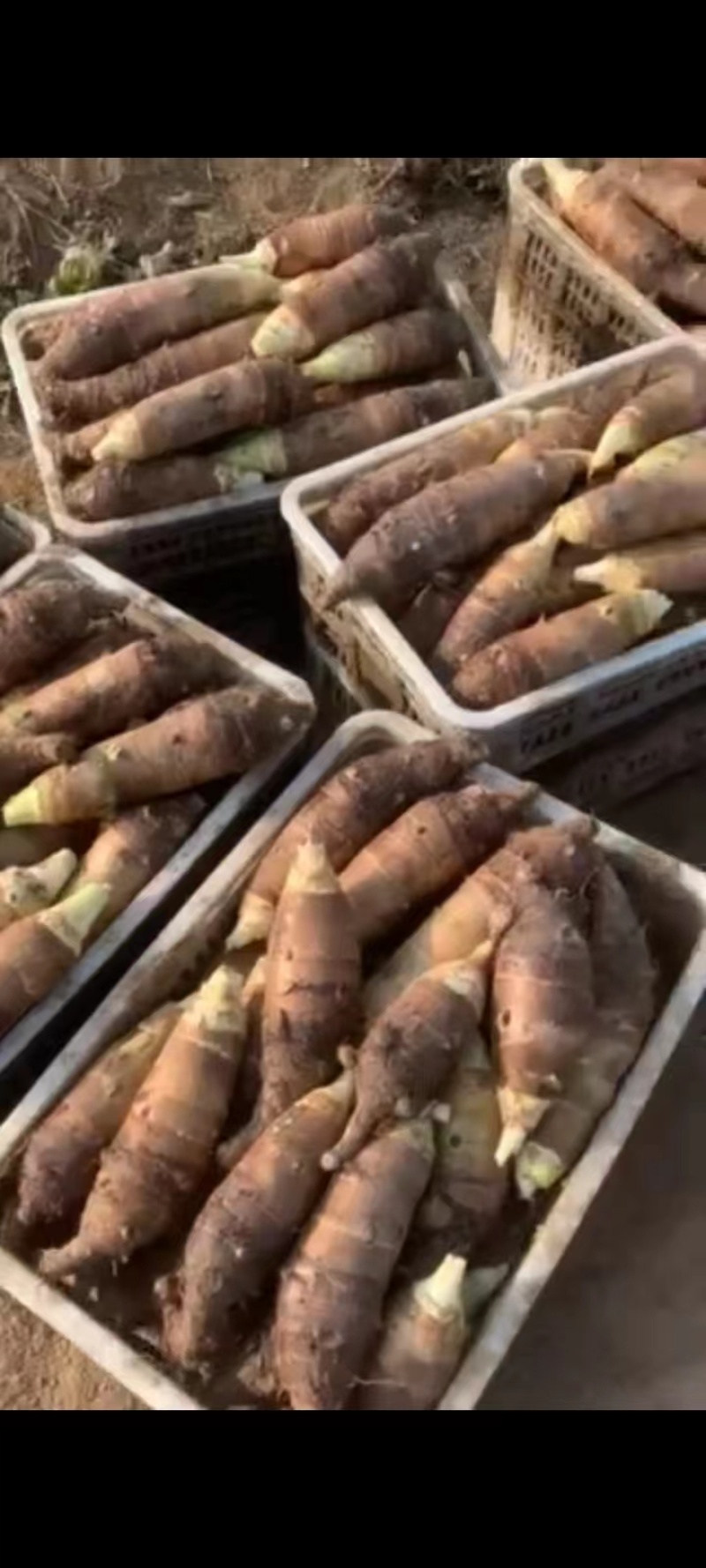 山东高钙香芋大量上市中要比荔浦芋头面好吃)适合商超酒店用