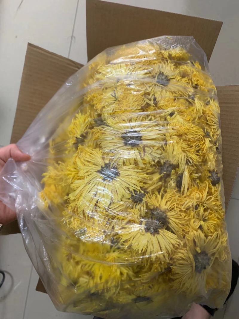 金丝皇菊