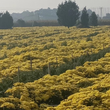 金丝皇菊