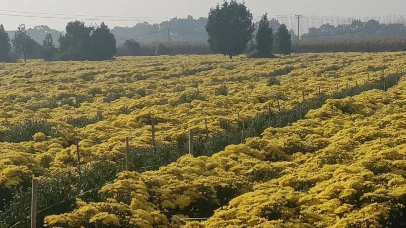 金丝皇菊