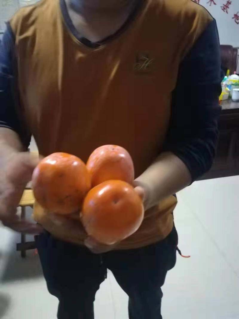 甜柿子树苗品种阳丰甜柿子树苗大秋柿子树苗柿子苗规格好
