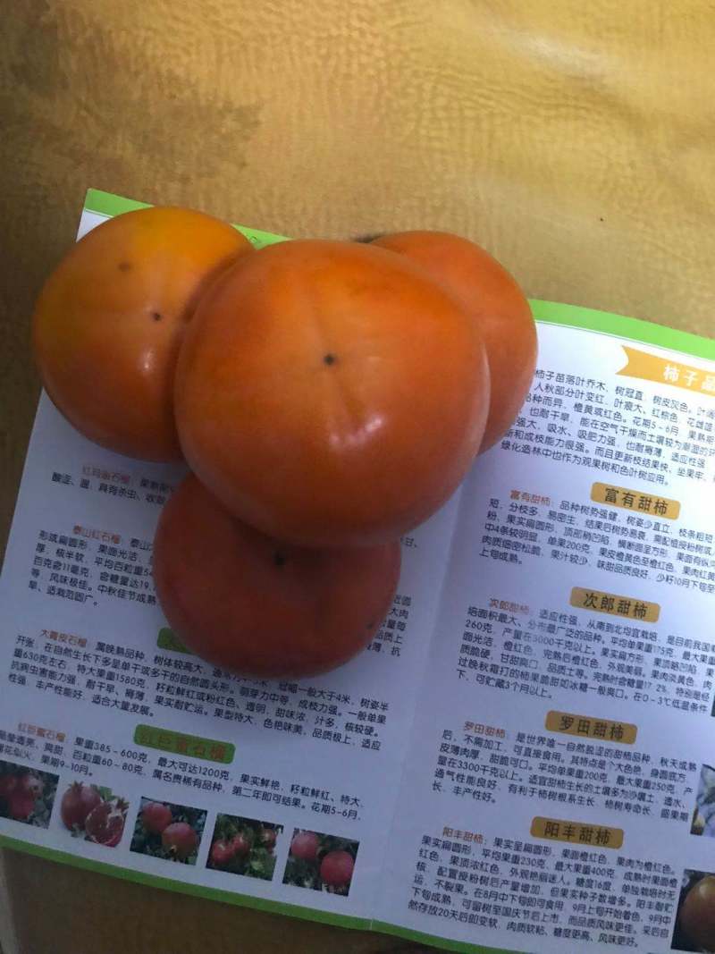 甜柿子树苗品种阳丰甜柿子树苗大秋柿子树苗柿子苗规格好