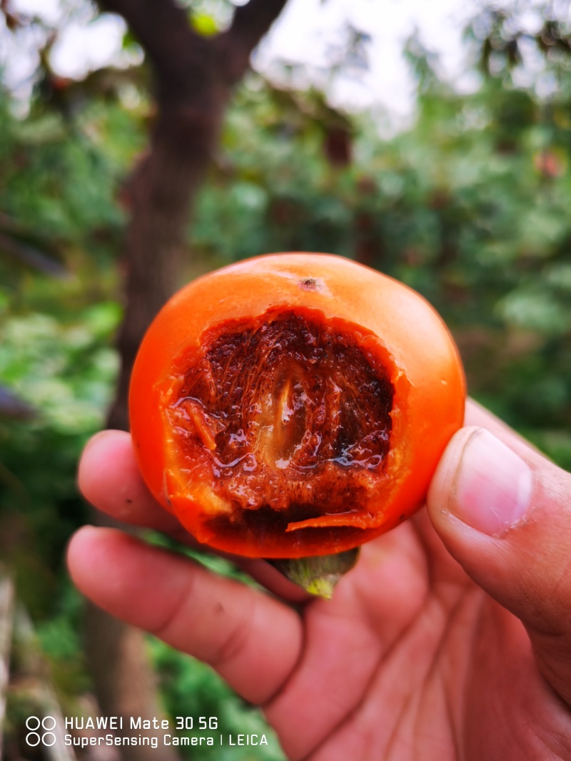 甜柿子树苗品种阳丰甜柿子树苗大秋柿子树苗柿子苗规格好
