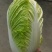 南阳新野县蔬菜基地黄心大白菜品质优大量上市一手货源