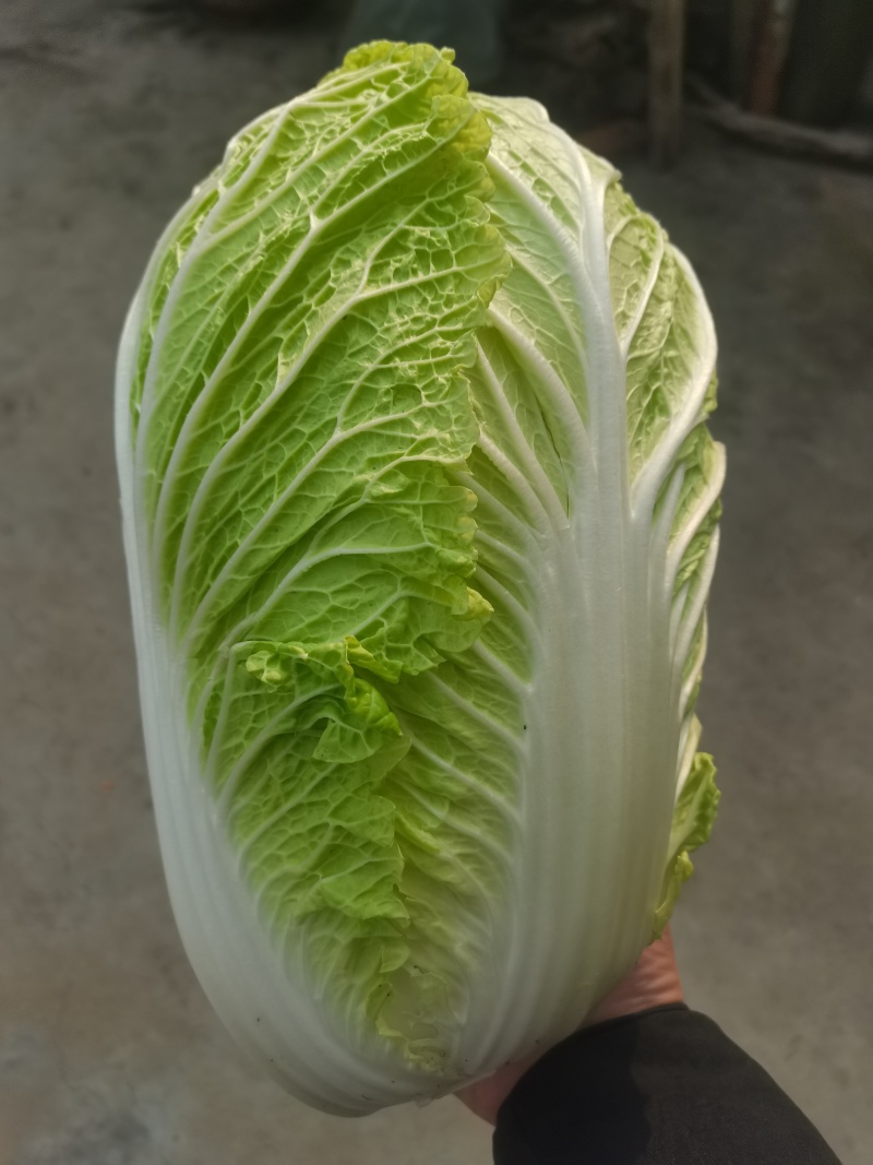 南阳新野县蔬菜基地黄心大白菜品质优大量上市一手货源