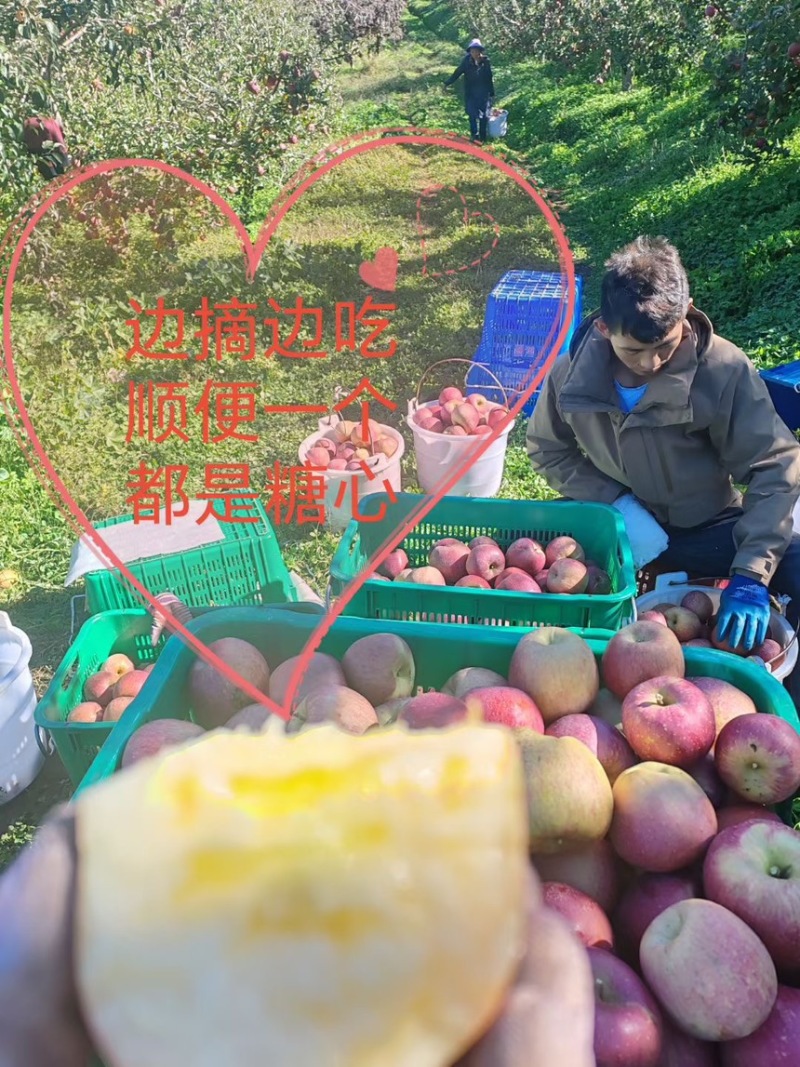 云南高原冰糖心丑苹果