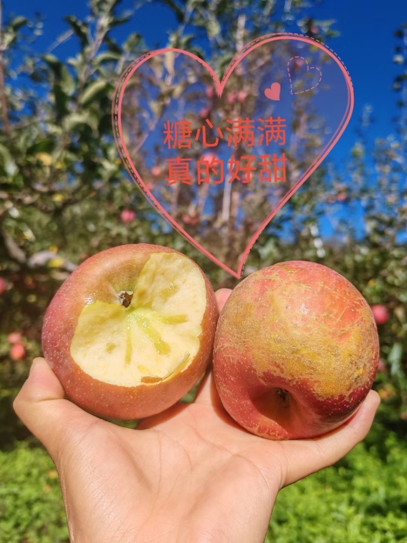 云南高原冰糖心丑苹果