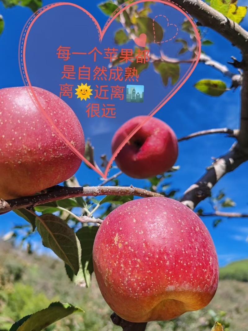 云南高原冰糖心丑苹果