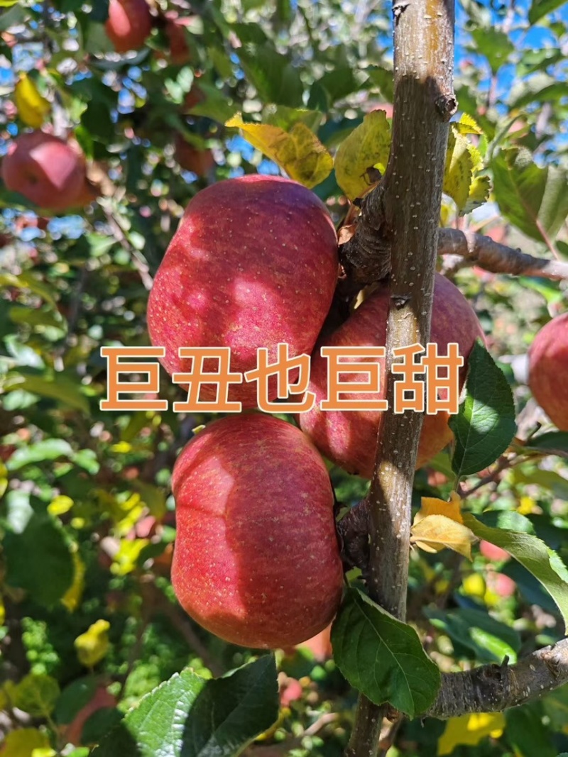 云南高原冰糖心丑苹果