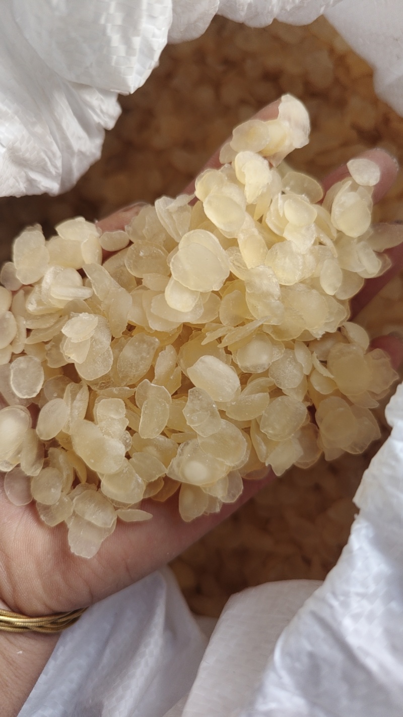 皂角米是皂角的果仁