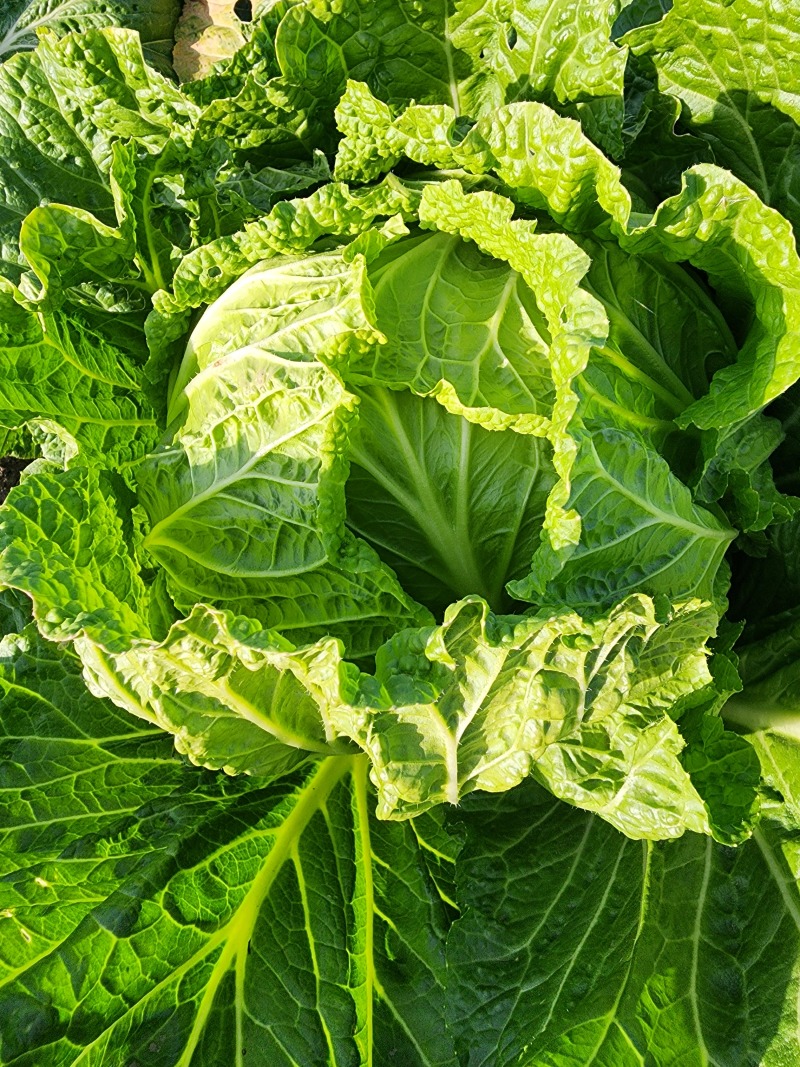 胶州大白菜礼盒大量供应