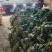 产地有机波菜继续大量供货，多量大代发全国。