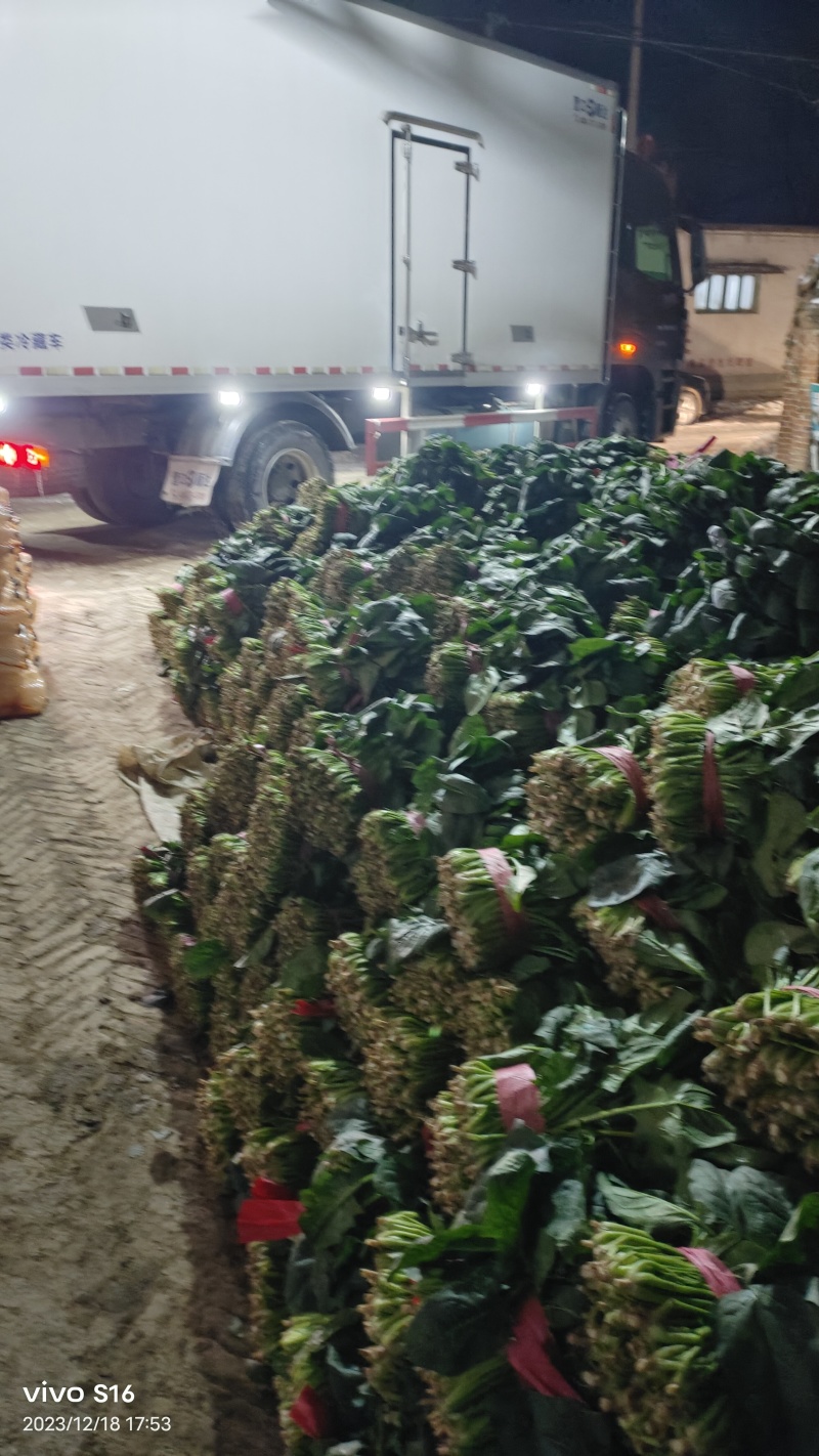 产地有机波菜继续大量供货，多量大代发全国。