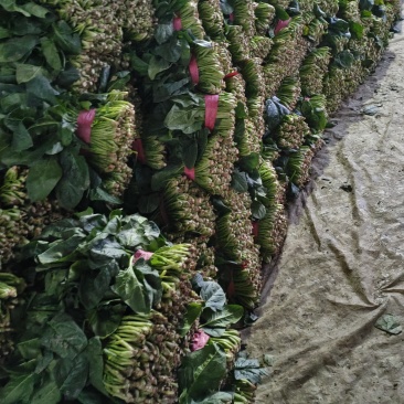 产地有机波菜继续大量供货，多量大代发全国。
