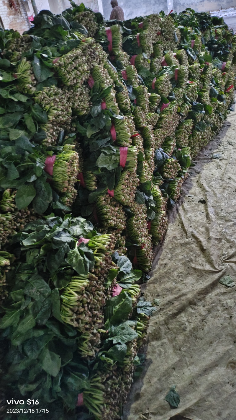 产地有机波菜继续大量供货，多量大代发全国。