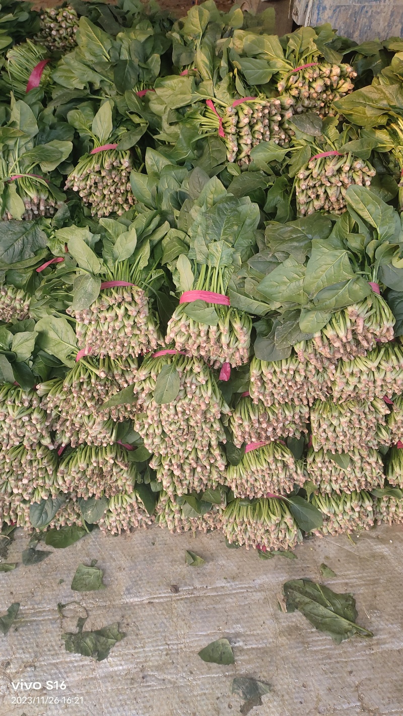 产地有机波菜继续大量供货，多量大代发全国。