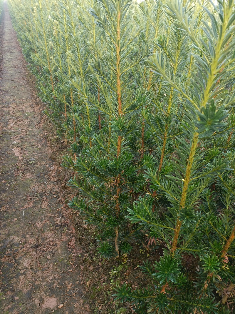 小叶罗汉松移栽苗