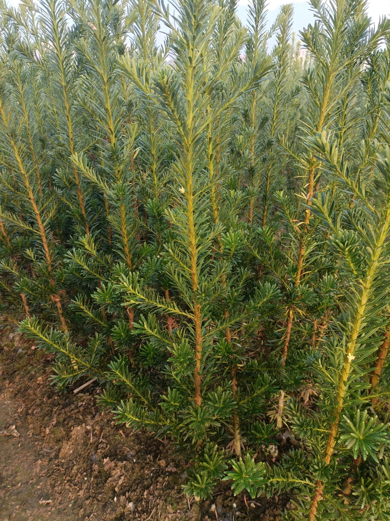 小叶罗汉松移栽苗