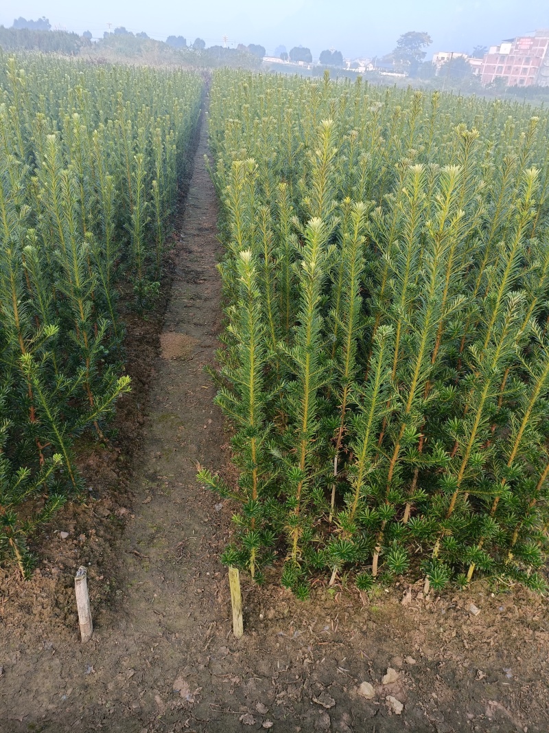 小叶罗汉松移栽苗