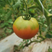 草莓番茄种子，早熟，浓绿肩番茄味浓，抗病能力强