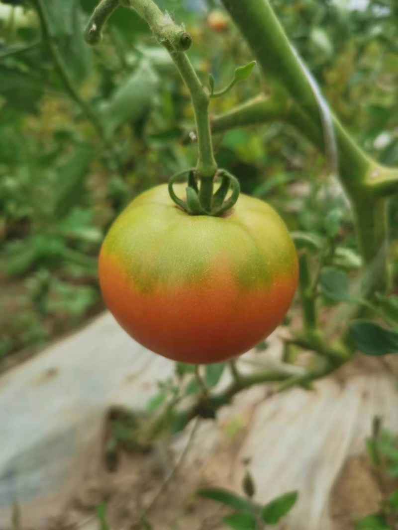 草莓番茄种子，早熟，浓绿肩番茄味浓，抗病能力强