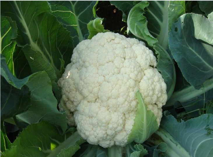 “玉冠”松花菜实物图