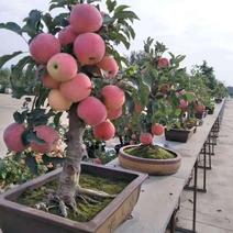 苹果盆栽红肉苹果盆景夏天带果南北方均可种植甜脆当