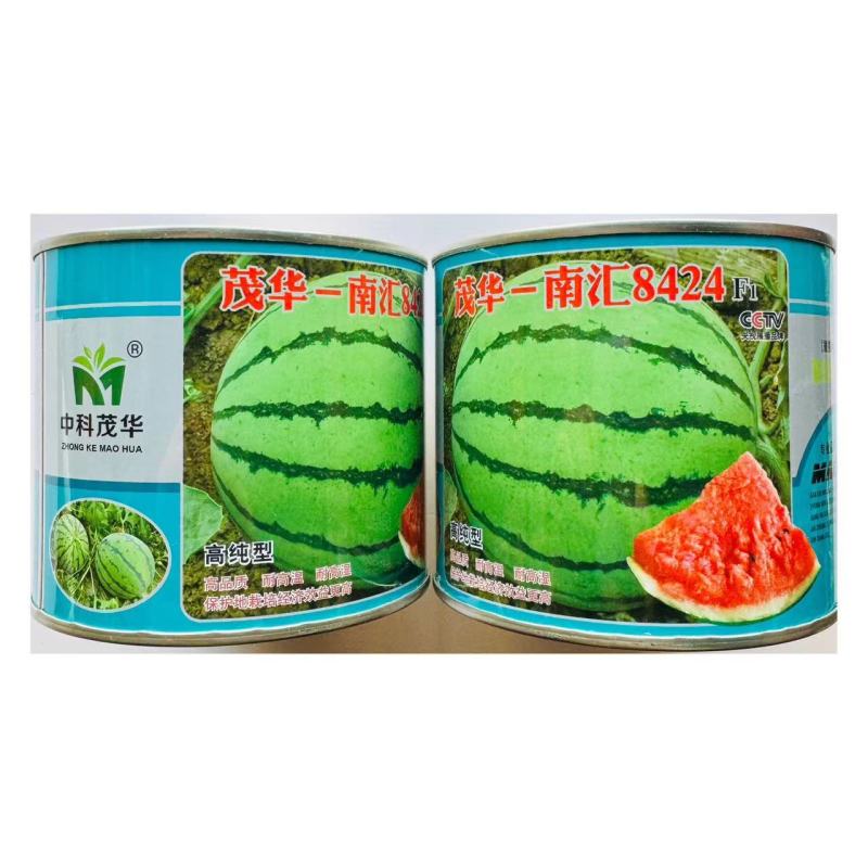 早熟杂交品种高纯版都市流行西瓜品种南汇一8424