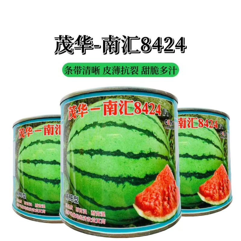 早熟杂交品种高纯版都市流行西瓜品种南汇一8424