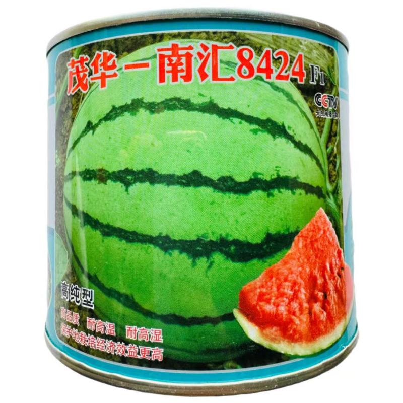 早熟杂交品种高纯版都市流行西瓜品种南汇一8424