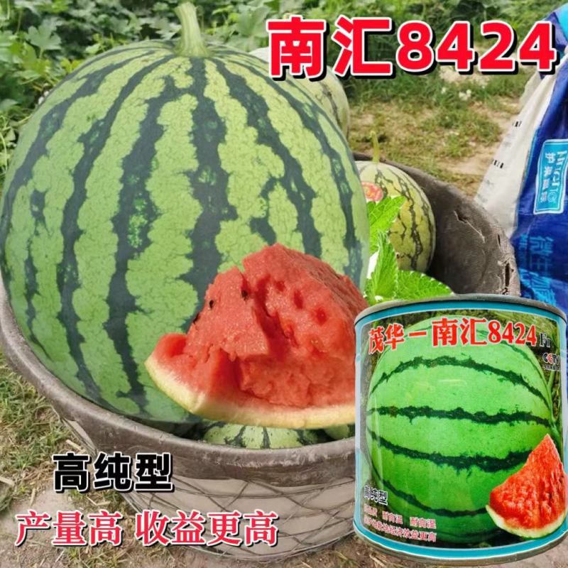 早熟杂交品种高纯版都市流行西瓜品种南汇一8424