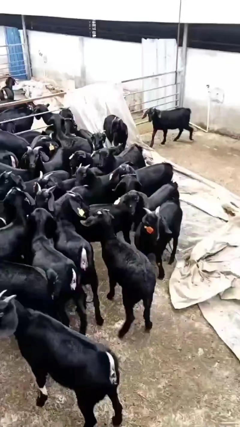 广东梅州大量出售宰杀肉羊量大从优