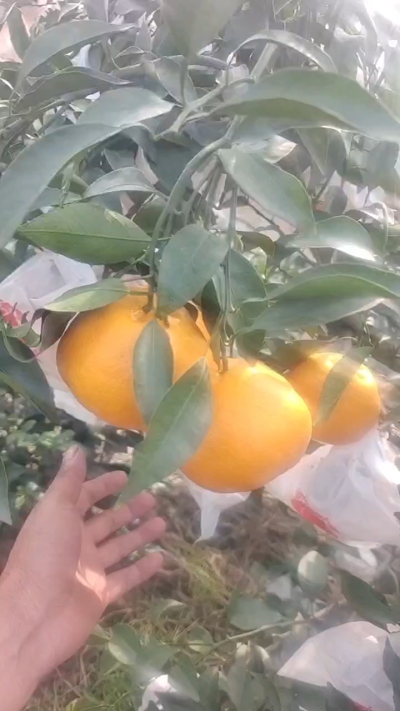四川高山粑粑柑，味道甜，爆汁，全细皮，果面干净，货原充足