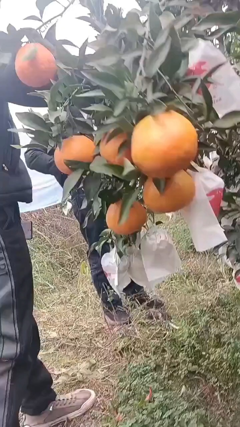 四川高山粑粑柑，味道甜，爆汁，全细皮，果面干净，货原充足