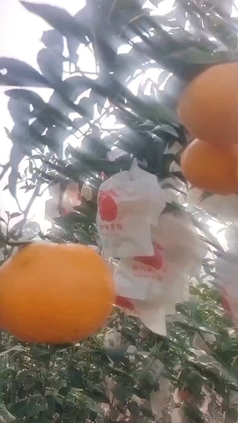 四川高山粑粑柑，味道甜，爆汁，全细皮，果面干净，货原充足