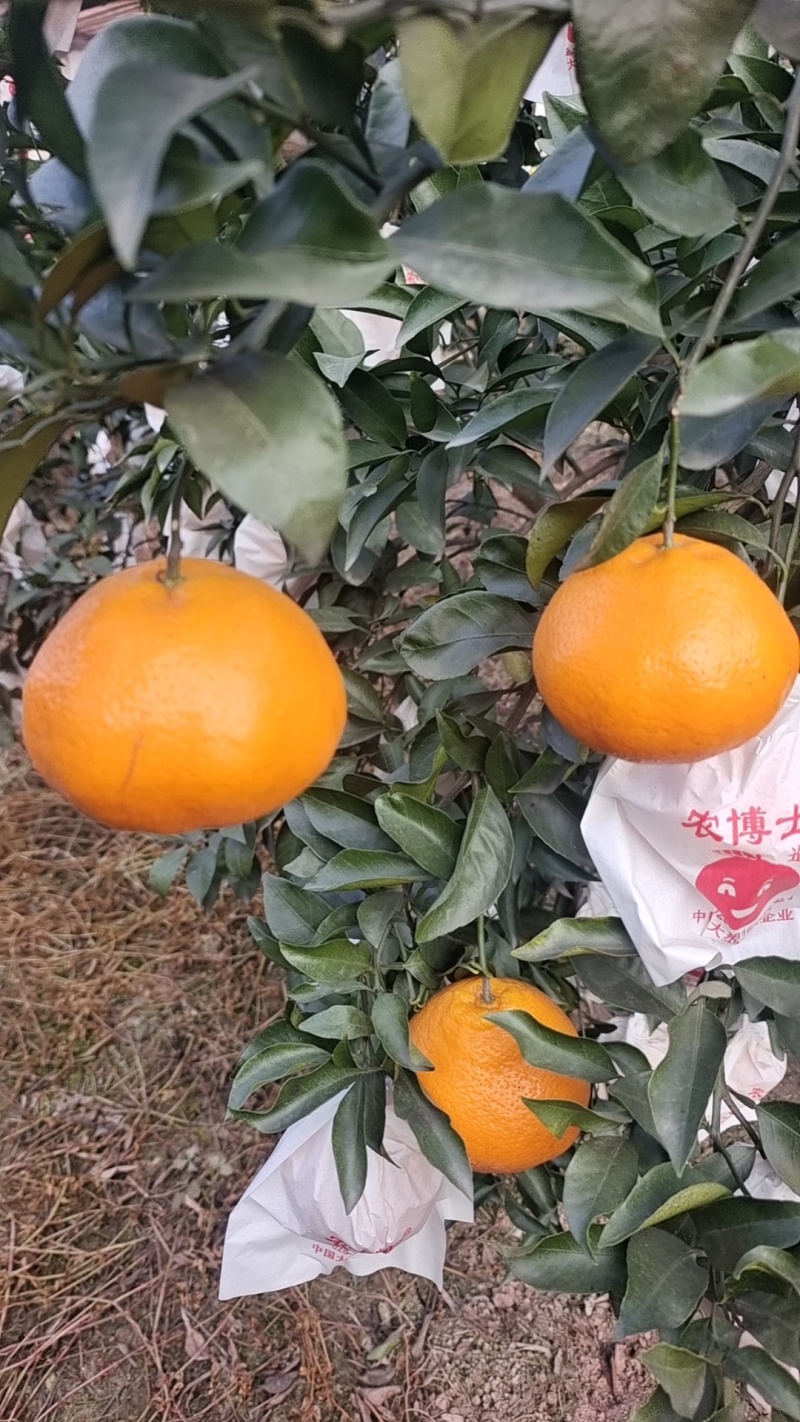 四川高山粑粑柑，味道甜，爆汁，全细皮，果面干净，货原充足